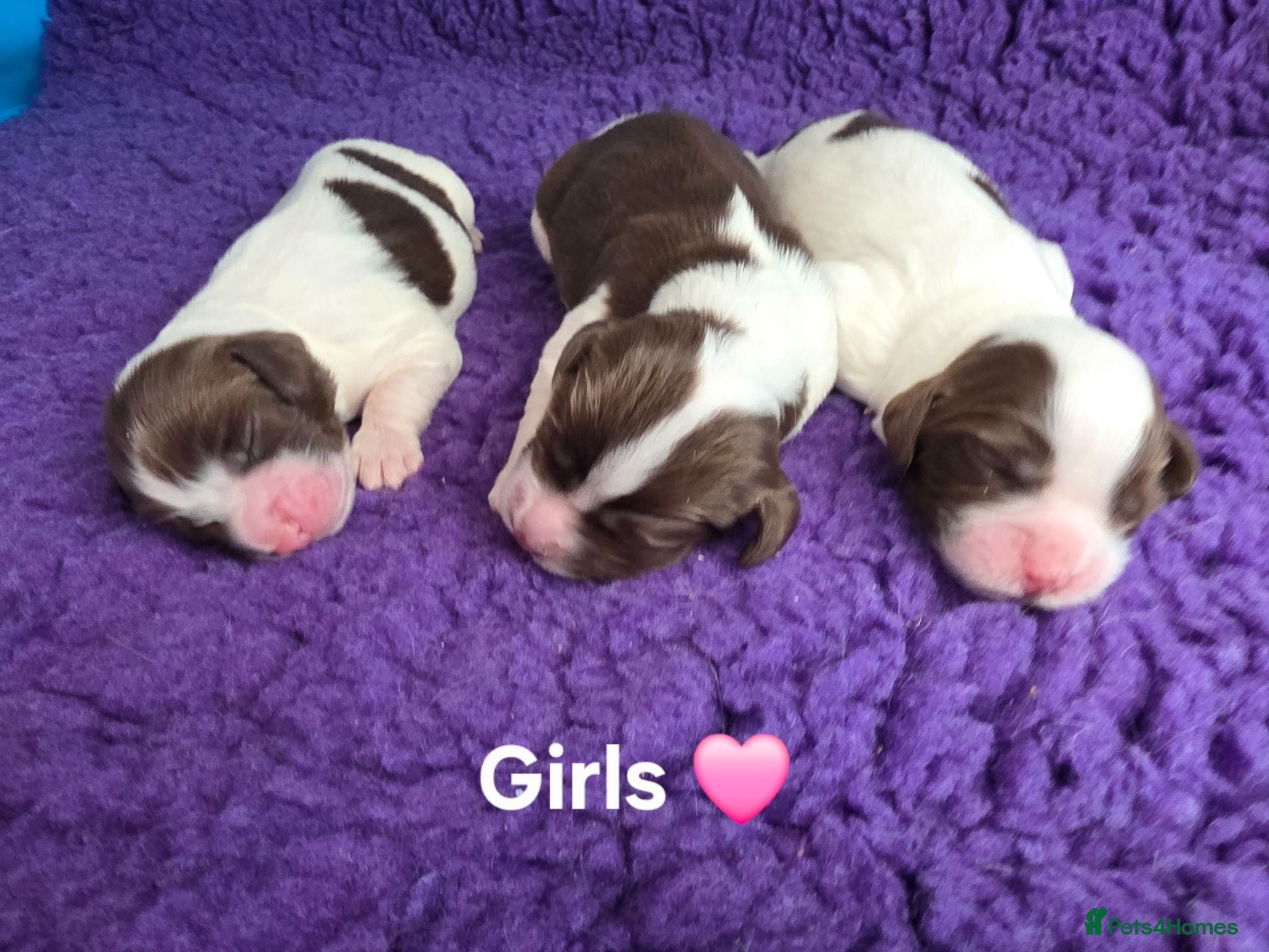 English Springer Spaniel dogs ⭐️ KC Home Reared Tested Springer Pups ⭐️ - Advert 2