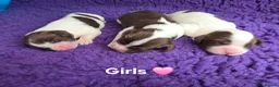 English Springer Spaniel dogs for sale: ⭐️ KC Home Reared Tested Springer Pups ⭐️ - Advert 2