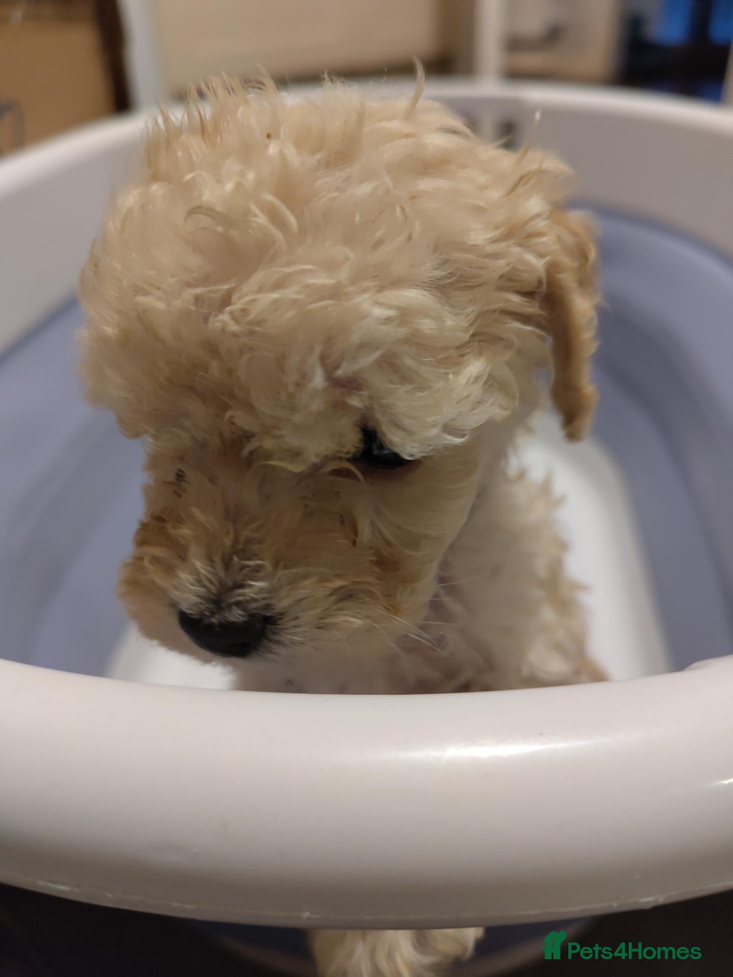 Cockapoo dogs Toy Cockapoo Puppies | 11 days left to collection! - Advert 2