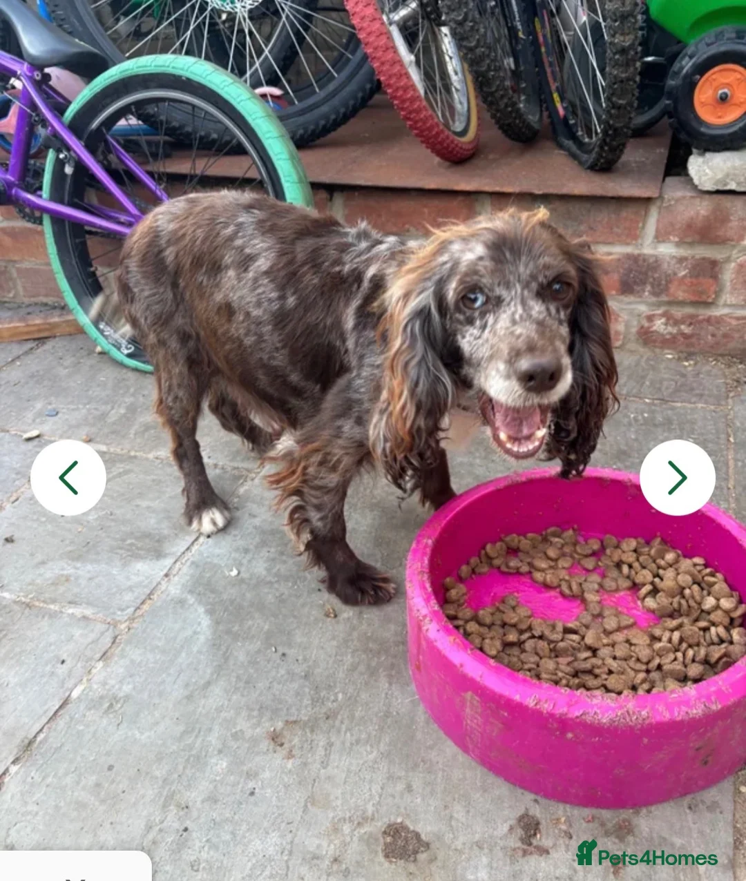 Cocker Spaniel dogs for sale: Two Cocker Spaniel Puppies - Advert 5