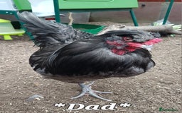 Chickens poultry for sale: Blue British tailed Araucana boy  - Image 13