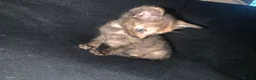 Mixed Breed cats for sale: Beautiful tortie shell girl in London - Advert 11