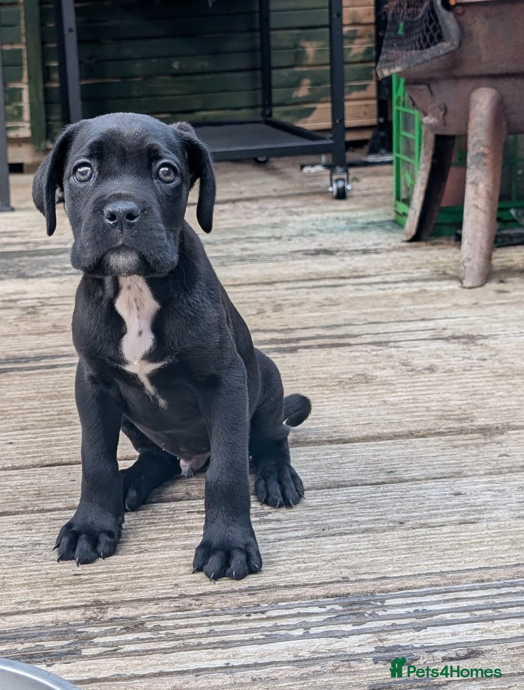 Cane Corso dogs for sale: Champion Lines Cane Corso Puppies *Ready Now** - Advert 1