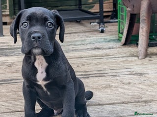 Cane Corso dogs Champion Lines Cane Corso Puppies *Ready Now** - Advert 15