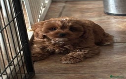 Cavapoo dogs for sale: Cavapoo Pups  - Image 15