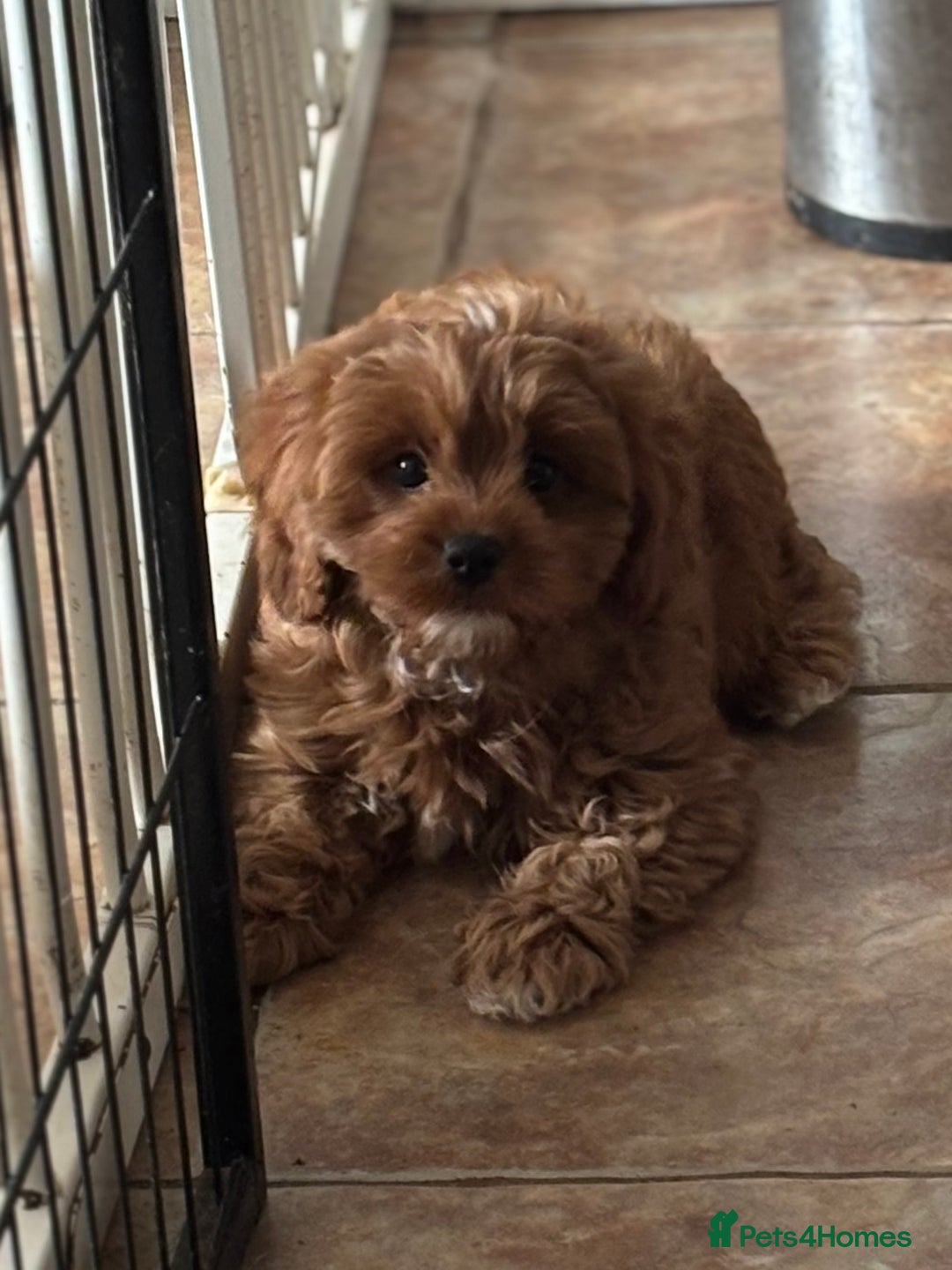 Cavapoo dogs for sale: Cavapoo Pups  - Image 15