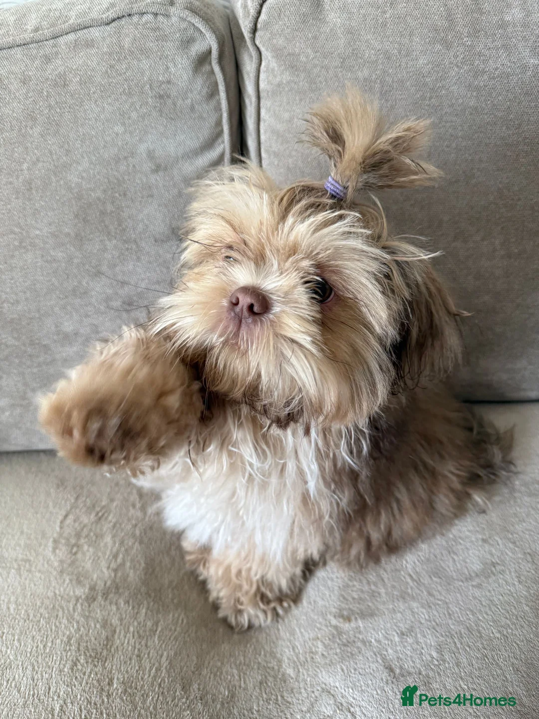 Shih Tzu dogs for sale: Shih Tzu puppy - Advert 2