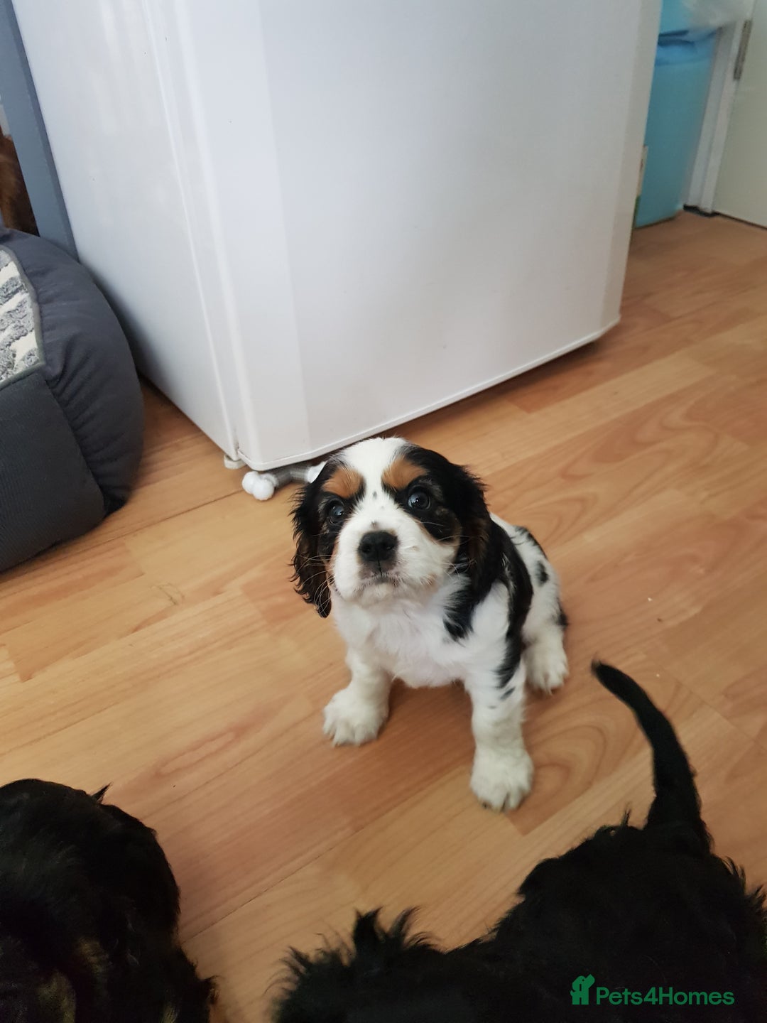 Cavalier King Charles Spaniel dogs for sale: 2 Cavalier king Charles puppies left - Image 7