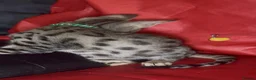 Savannah cats for sale: Pure Pedigree! Top Quality Tica Registr. Savannahs - Advert 28