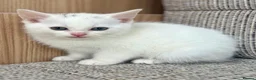British Shorthair cats for sale: British Shorthair kittens. - Advert 15