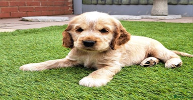 Cocker Spaniel dogs - Advert 4