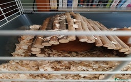 Guinea Pig rodents for sale: Various guinea pigs in need of homes. - Image 2