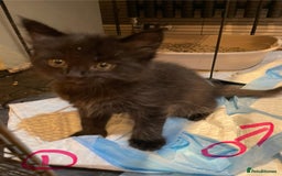 Ragdoll cats for sale: Half Ragdoll KITTENS - Image 9