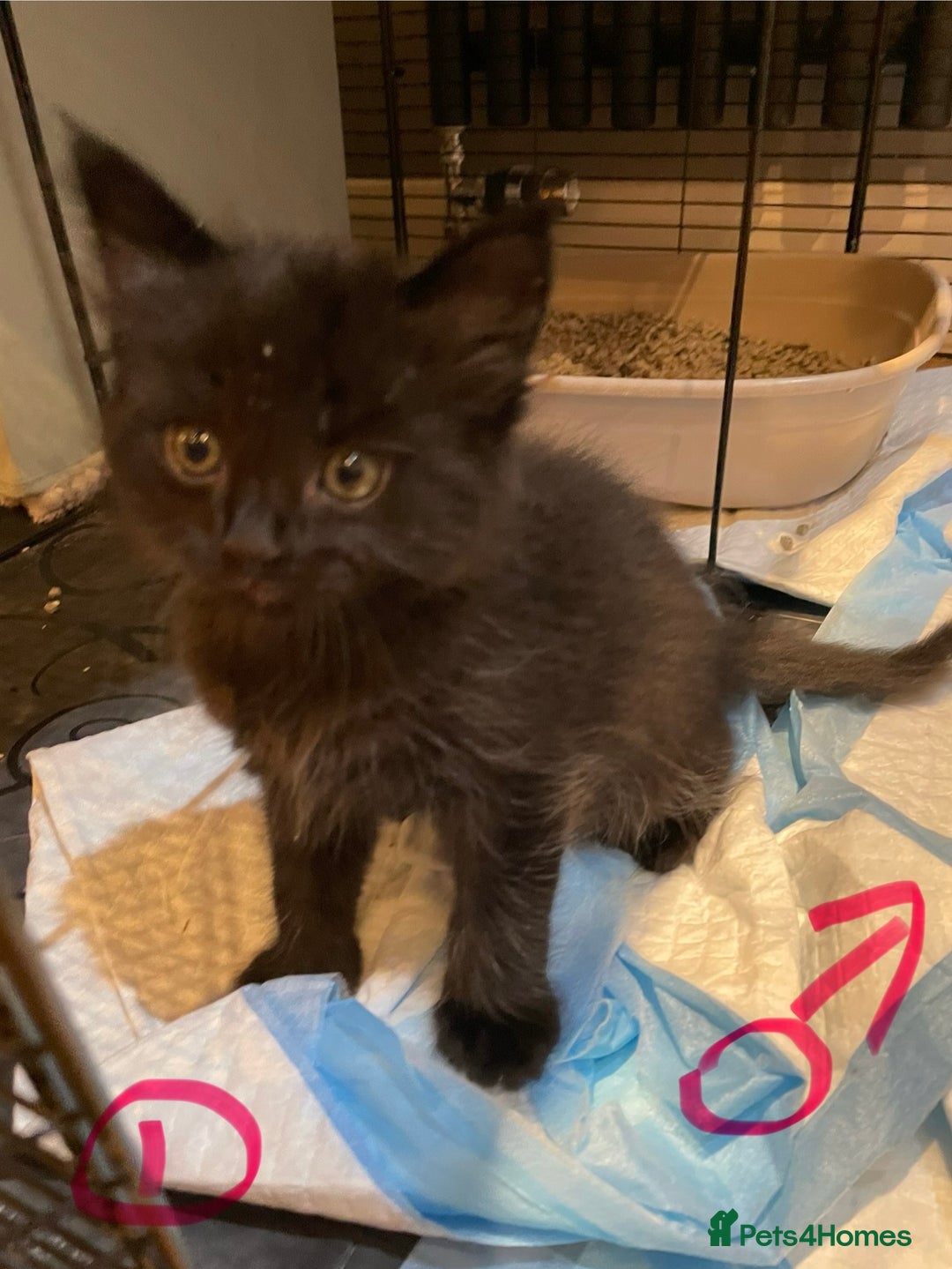 Ragdoll cats for sale: Half Ragdoll KITTENS - Image 9