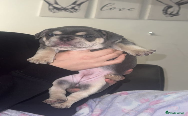 French Bulldog dogs - Advert 10