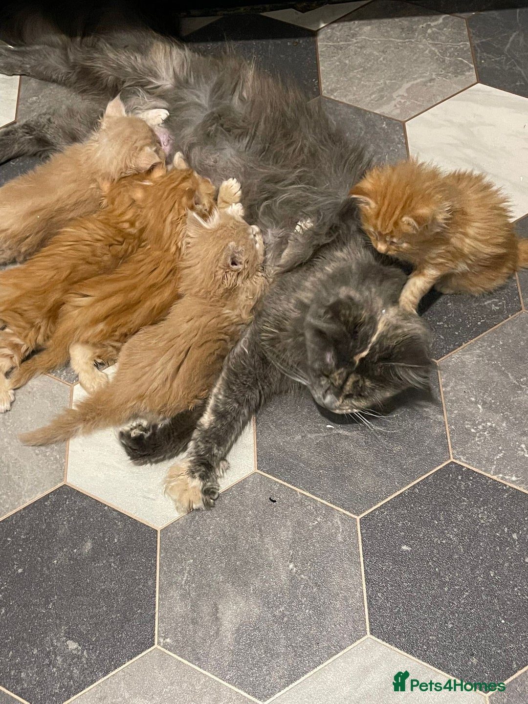 Maine Coon cats for sale: 🔥🧡5 BOYS READY TO STEAL YOUR HEART🧡🔥 - Advert 7