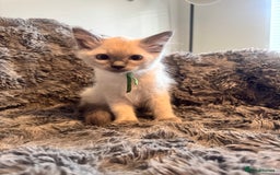 Ragdoll cats for sale: Gorgeous Pedigree Ragdolls  - Image 9