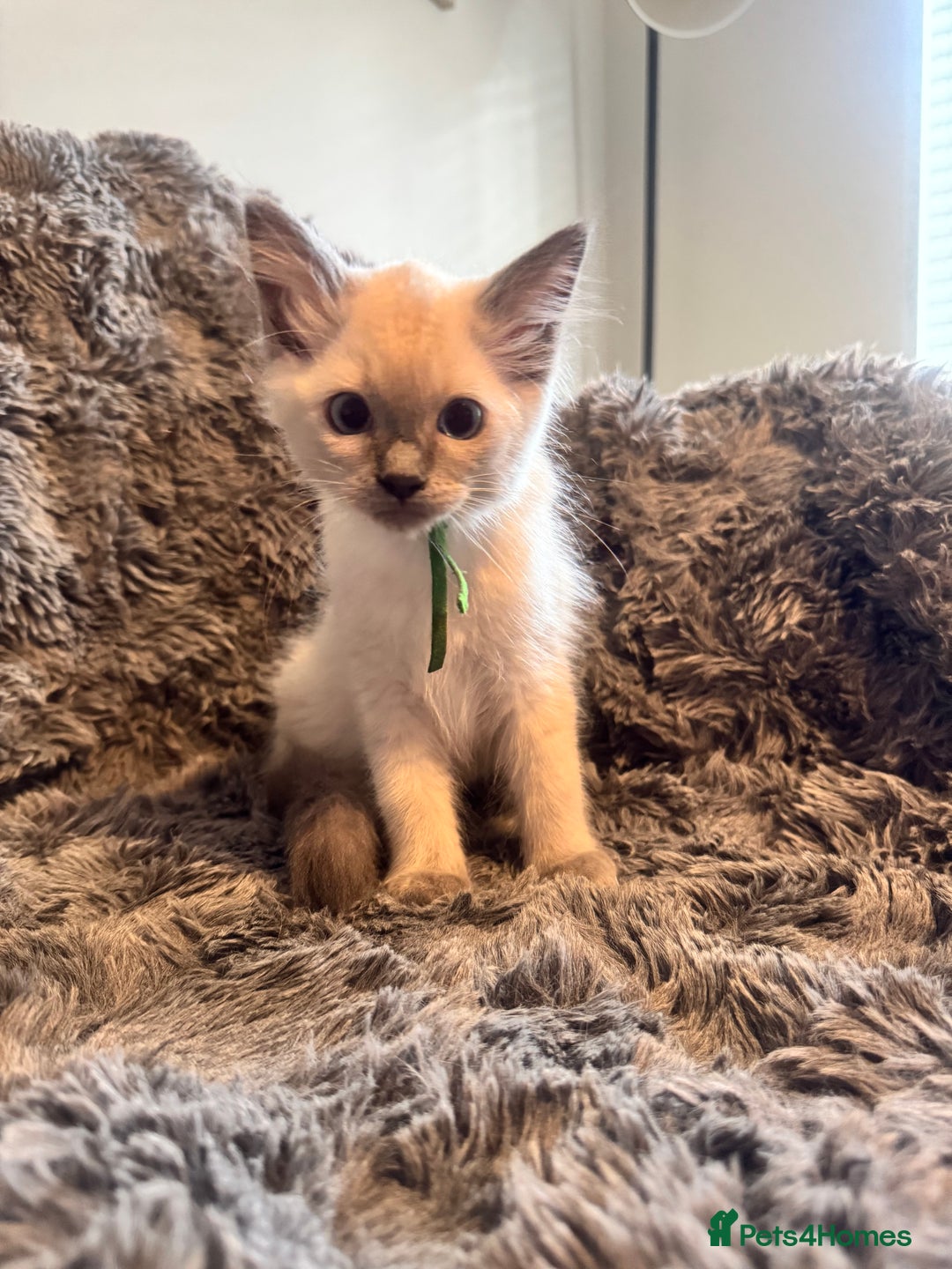 Ragdoll cats for sale: Gorgeous Pedigree Ragdolls  - Image 9