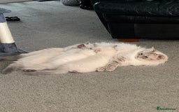 Ragdoll cats for sale: Stunning blue and lilac ragdoll kittens - Image 2