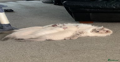 Ragdoll cats - Advert 1