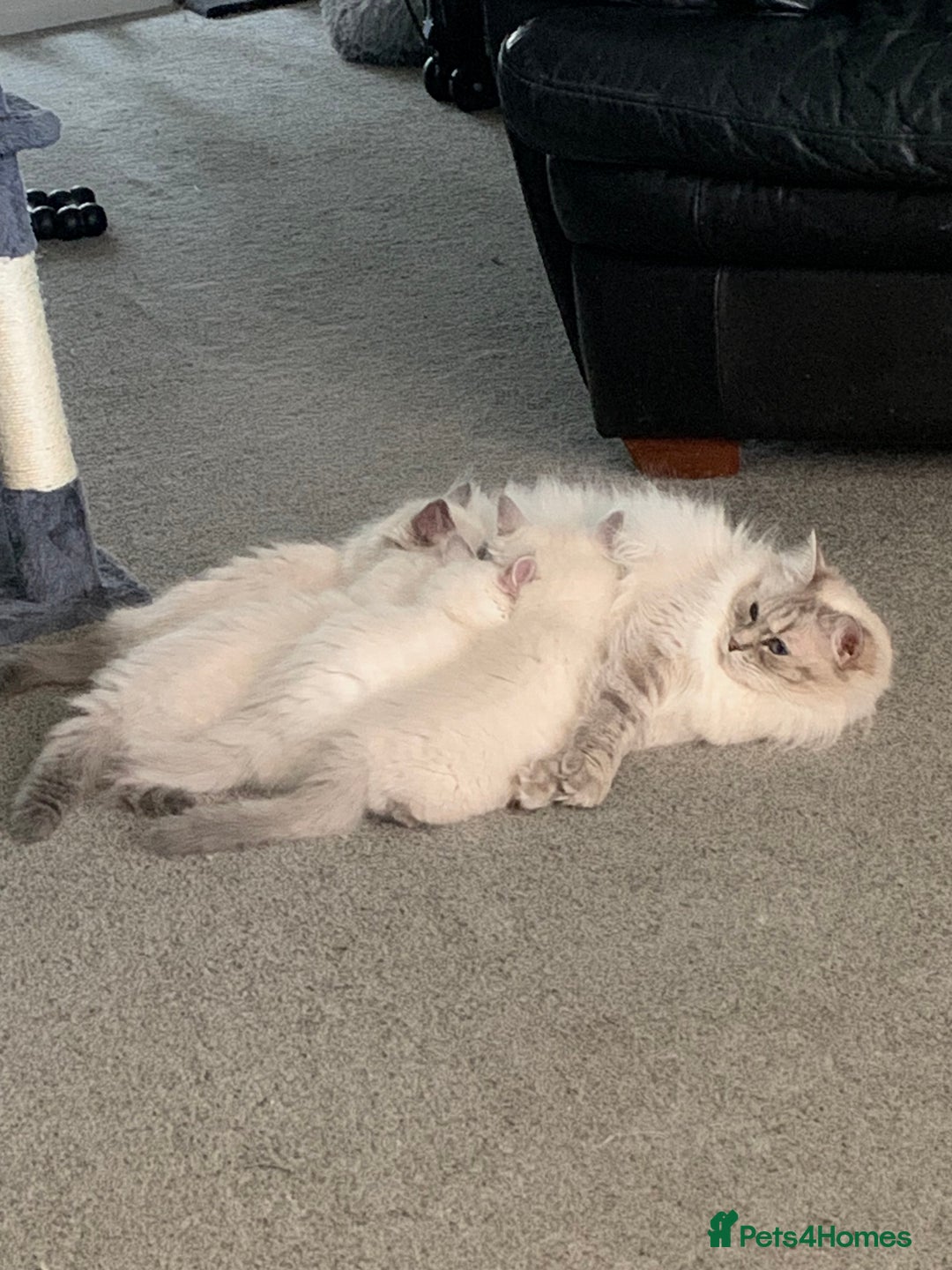 Ragdoll cats for sale: Stunning blue and lilac ragdoll kittens - Image 2