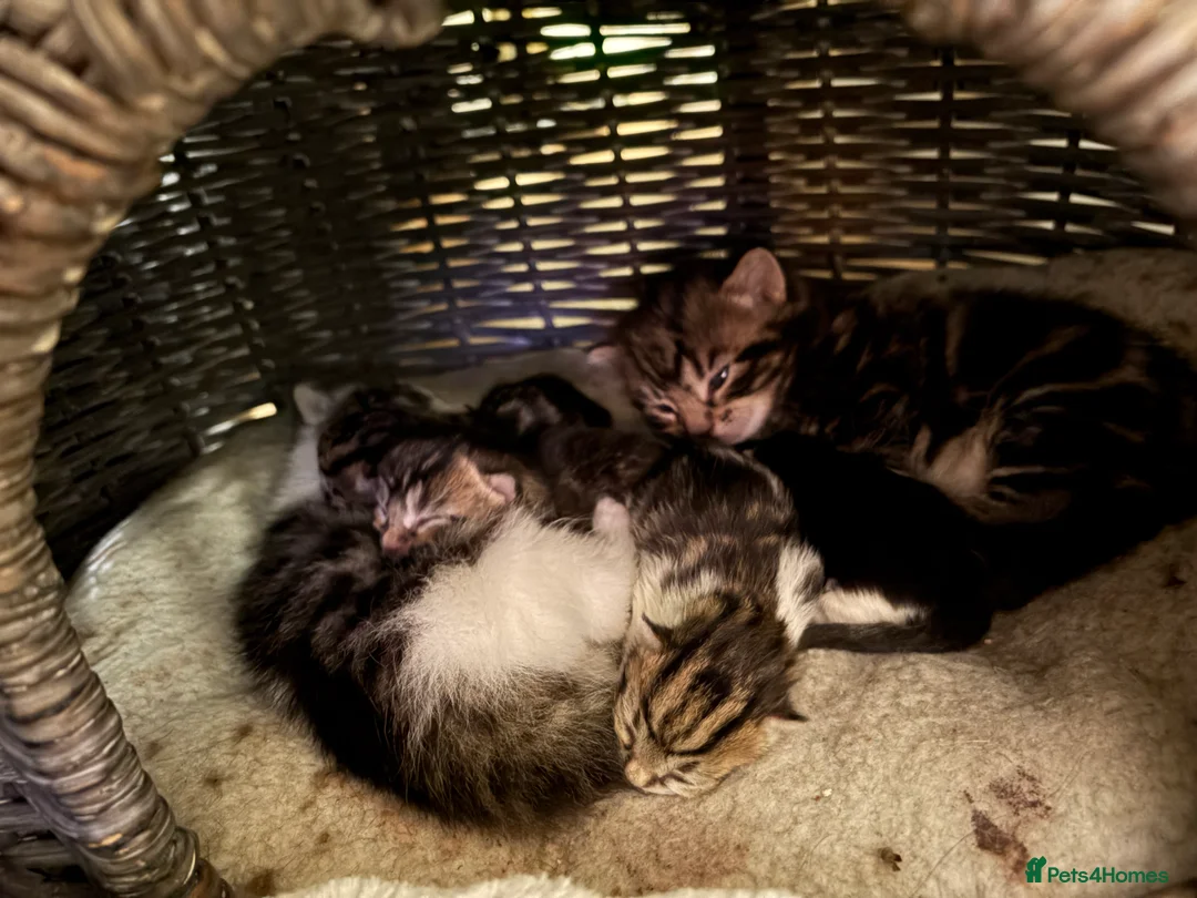 Mixed Breed cats for sale: Six beautiful kittens in Northampton - Advert 11