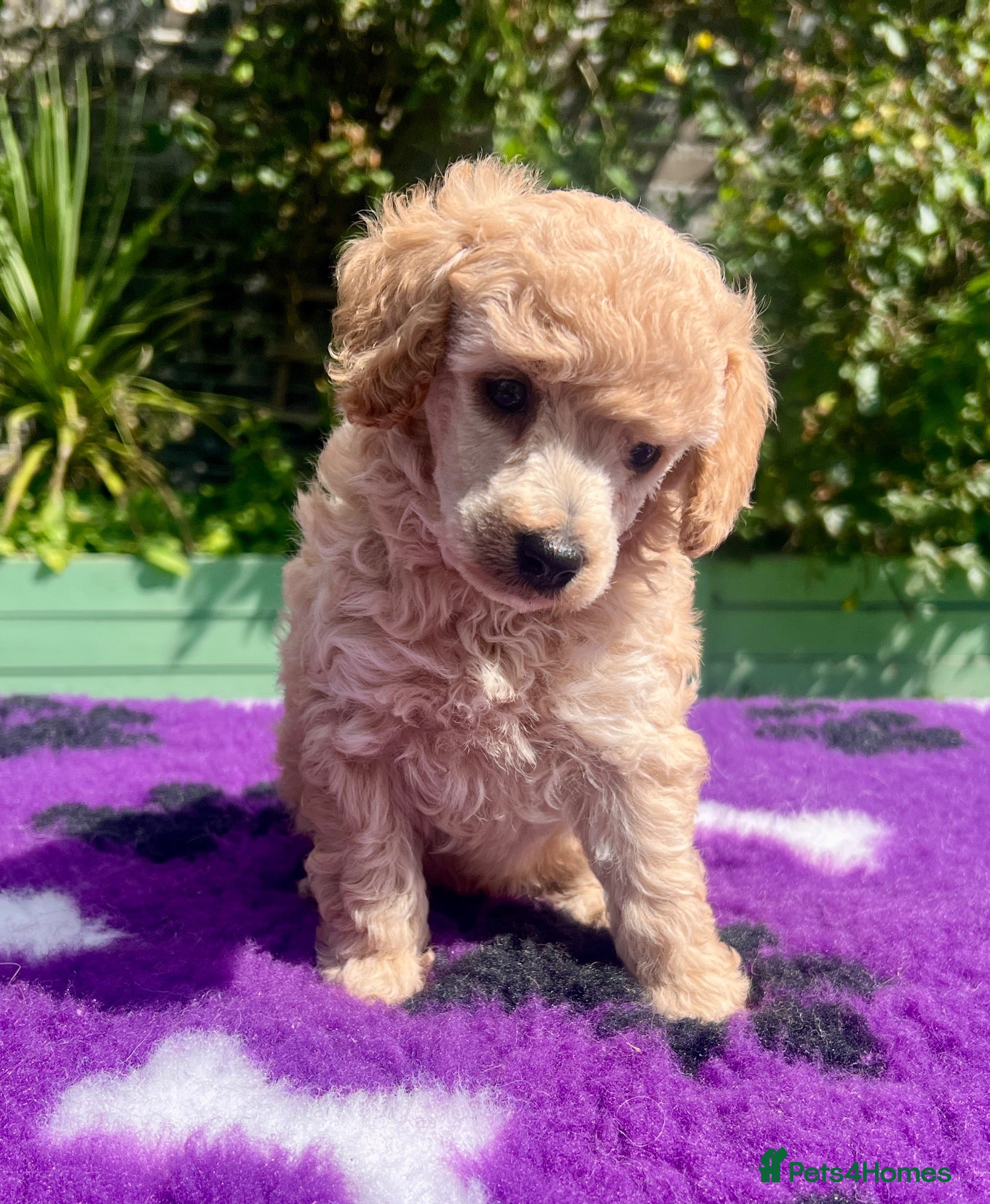 Toy Poodle dogs KC reg toy Poodles - Advert 2