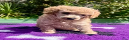 Toy Poodle dogs for sale: KC reg toy Poodles - Advert 2