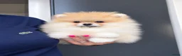 Pomeranian dogs for sale: 🔥Outstanding 🐻Teddy Bear 🏆 - Advert 1