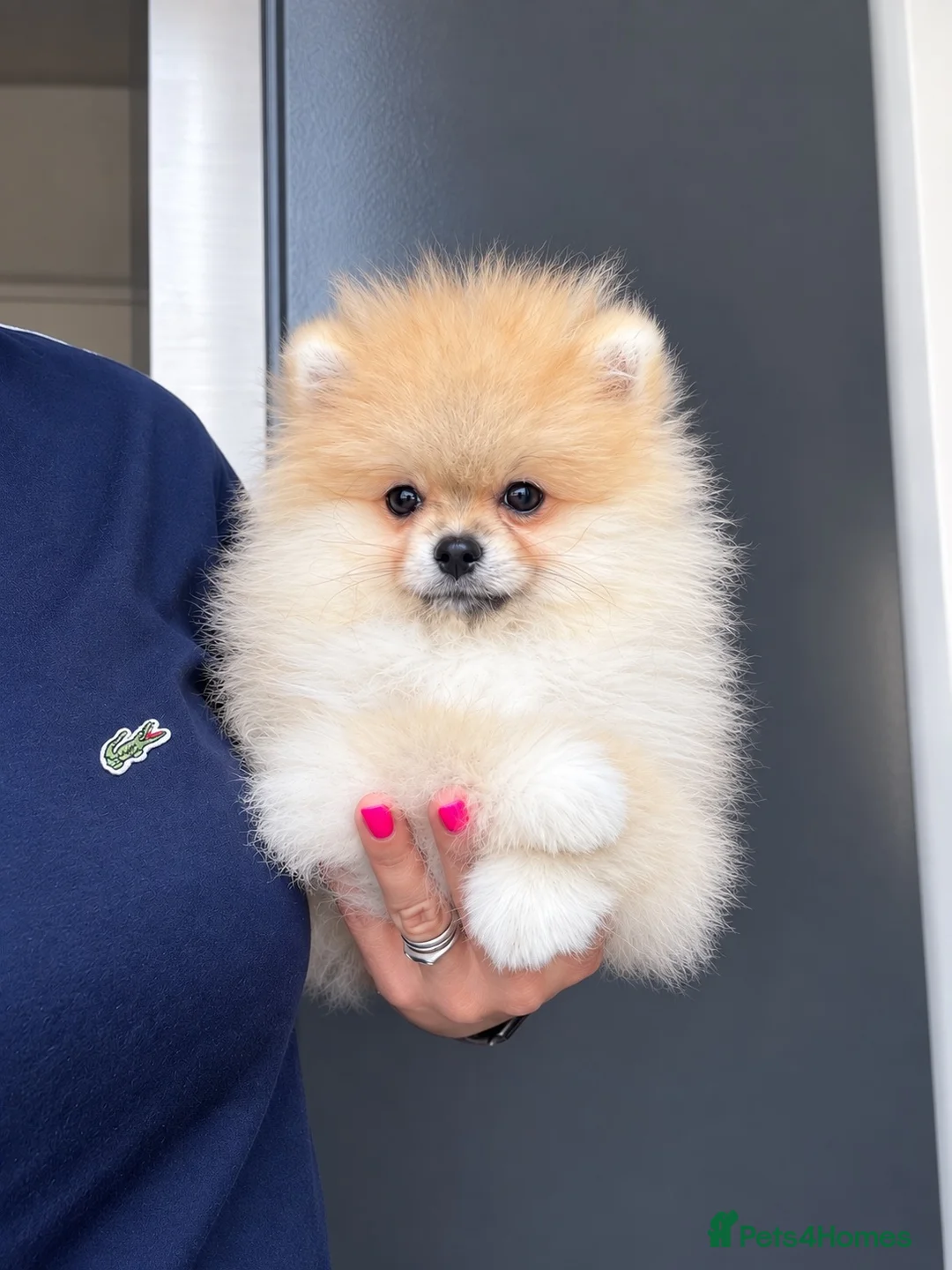Pomeranian dogs for sale: 🔥Outstanding 🐻Teddy Bear 🏆 - Advert 1