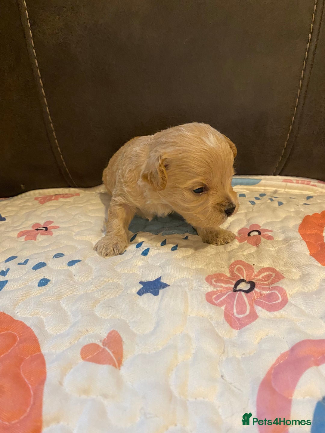 Maltipoo dogs for sale: Adorable Maltipoos Puppies  - Advert 17