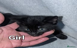 British Shorthair cats for sale: Shorthaired kittens  - Image 7