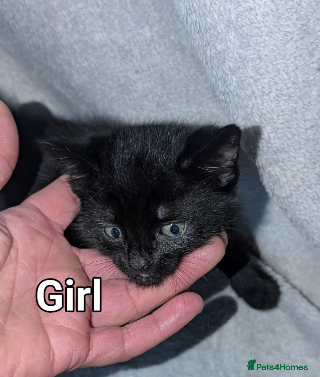 British Shorthair cats for sale: Shorthaired kittens  - Image 7
