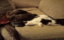 Mixed Breed cats for sale: Kittens ready for new home  - Image 7