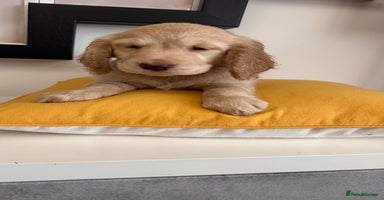 Mixed Breed dogs Adorable f2B Cockapoos  - Advert 1