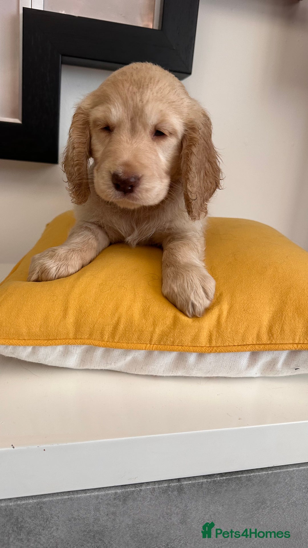 Mixed Breed dogs for sale: Adorable f2B Cockapoos  - Advert 2