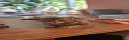 Bengal cats for sale: Blue Bengal cross kittens for sale  - Advert 9
