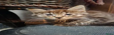Domestic Shorthair 3