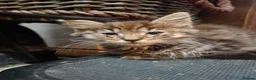 Domestic Shorthair cats for sale: Cat o' Fam ♥️ 💖 💓  - Advert 4