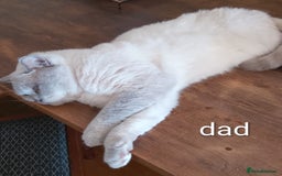 Ragdoll cats for sale: 4 stunning ragdoll kittens left - Image 15