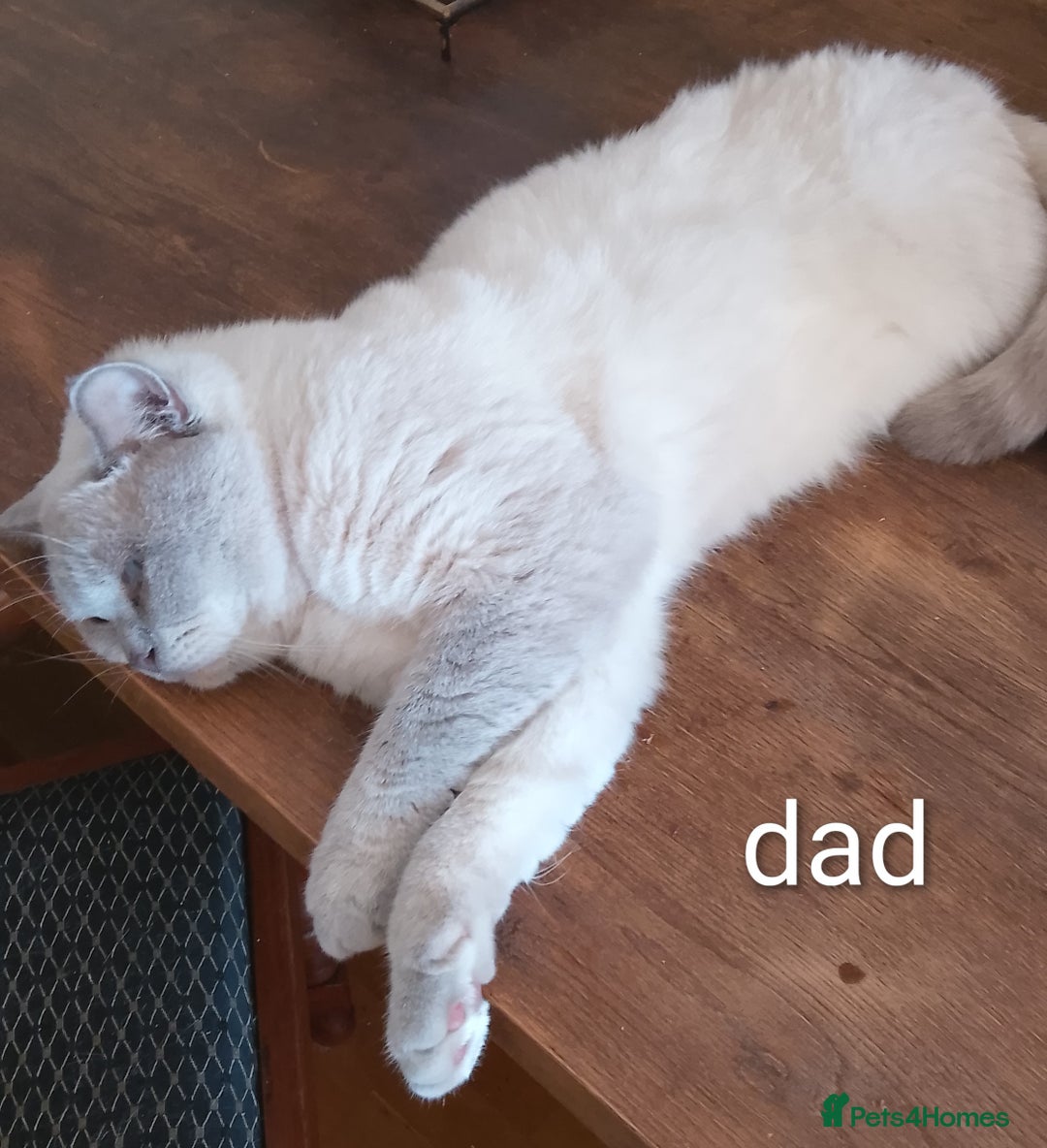 Ragdoll cats for sale: 4 stunning ragdoll kittens left - Image 15