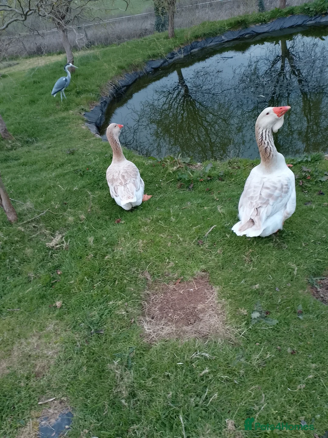 Geese poultry for sale: buff Toulouse geese breeding pair  - Advert 6