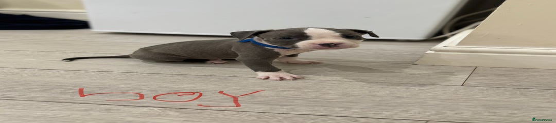 American Bull Staffy Puppy 1