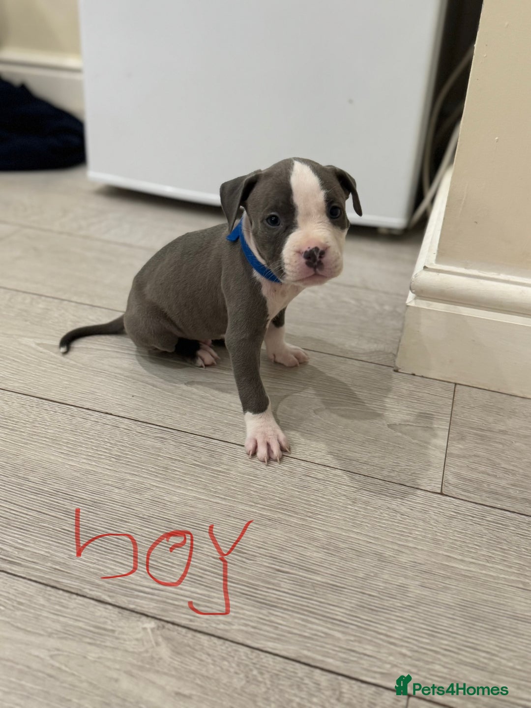 American Bull Staffy dogs for sale: For sale - Image 8