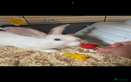 Rex rabbits for sale: Beautiful Rabbit in need of a home  - Image 4