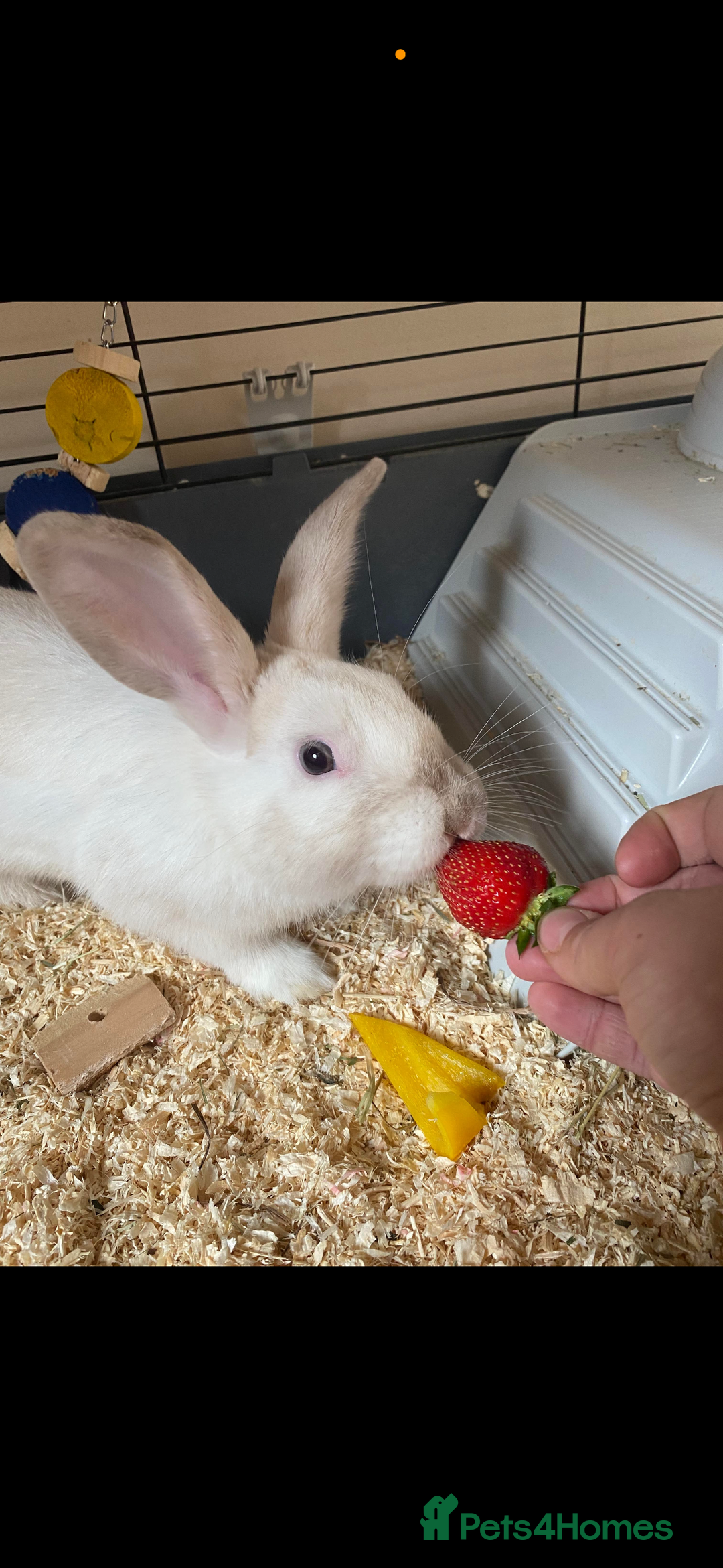 Rex rabbits for sale: Beautiful Rabbit in need of a home  - Image 4