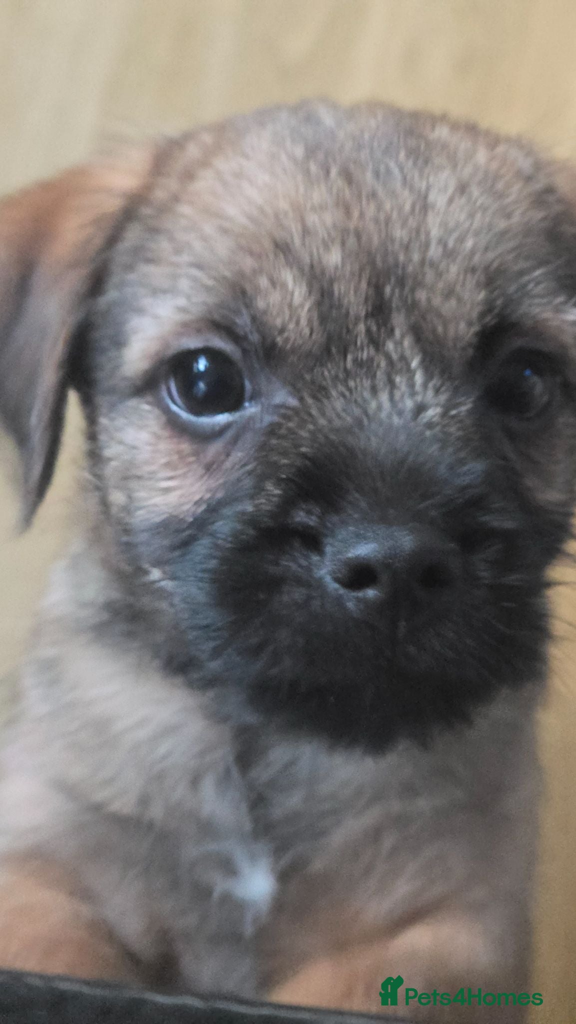 Border Terrier dogs KC Registered Border Terrier Puppies - Advert 1