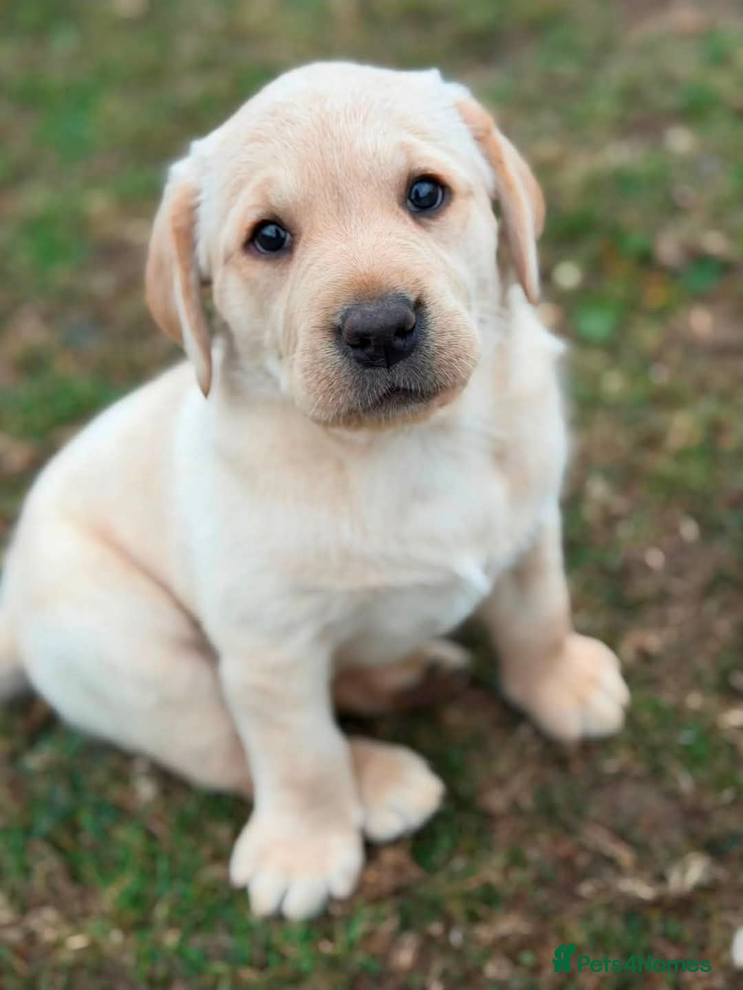 Labrador Retriever dogs Labrador puppies - Advert 8