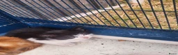 Mixed Breed cats for sale: 2 beautiful kittens - Advert 2
