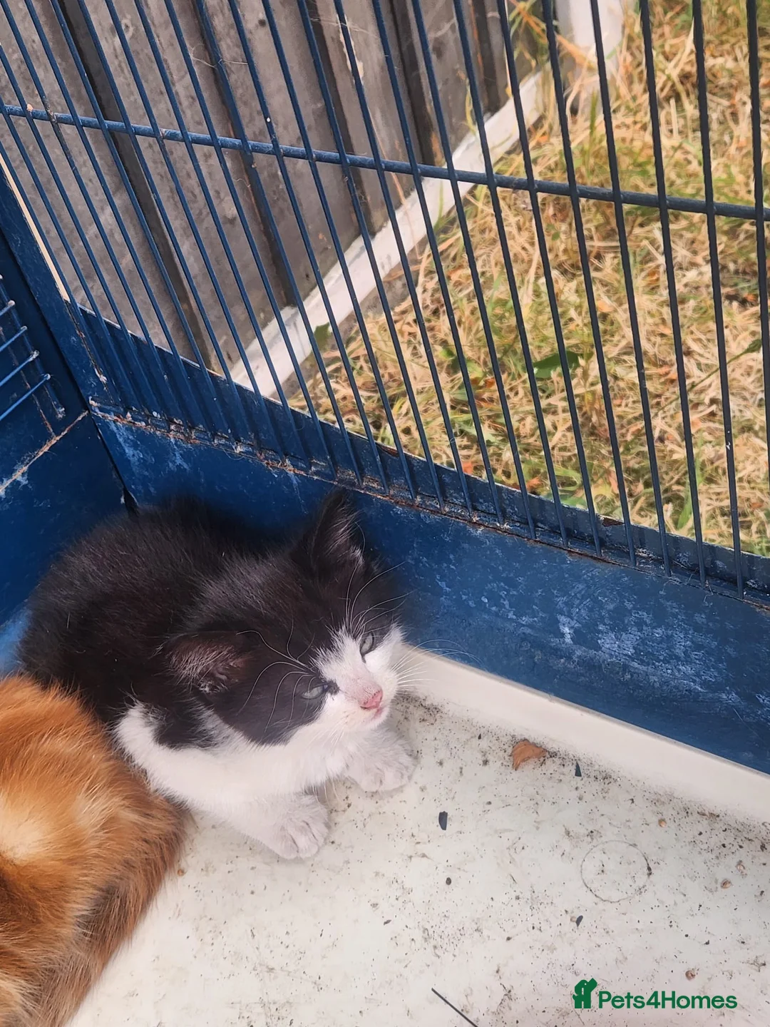 Mixed Breed cats for sale: 2 beautiful kittens - Advert 2